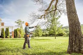 Best Lot and Land Clearing  in Senoia, GA
