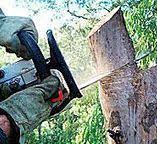 Best Root Management and Removal  in Senoia, GA