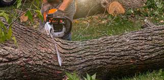 Best Emergency Tree Removal  in Senoia, GA