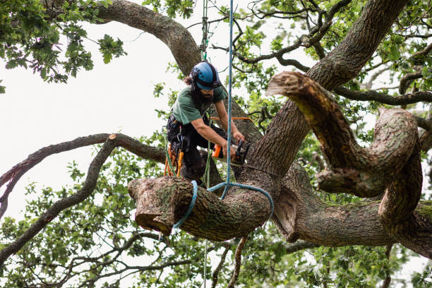 Best Lawn Dethatching  in Senoia, GA