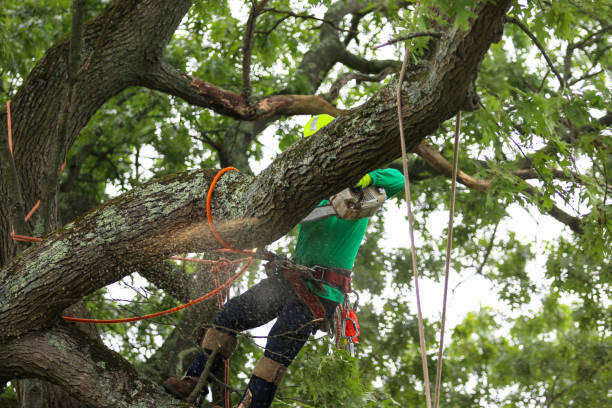 Best Pest Control for Lawns  in Senoia, GA